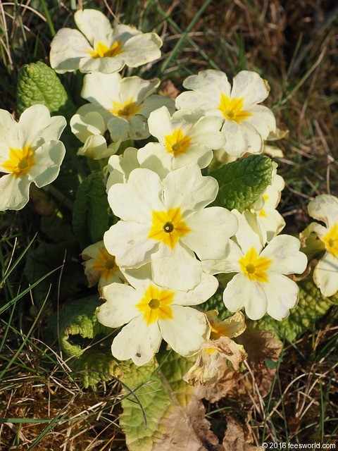 Primrose